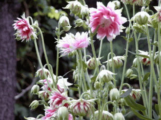 st0032aquilegiavulgarisplenanorabarlow