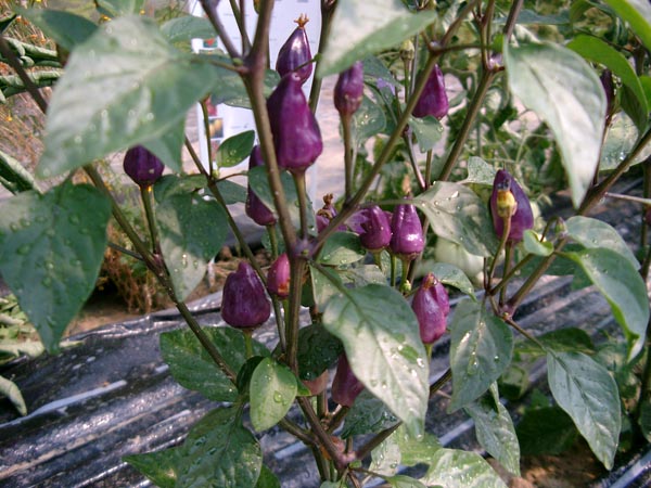 Capsicum species (Chili, 'Ecuador Purple')