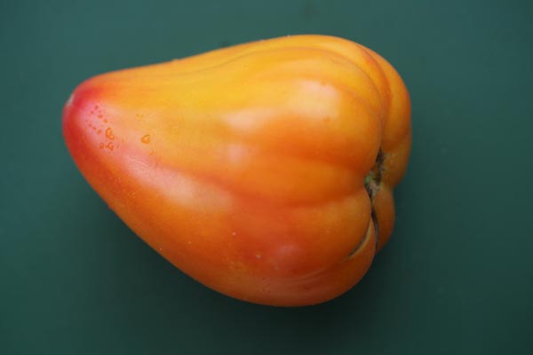 Solanum lycopersicum (Tomate, 'Oranges Ochsenherz')