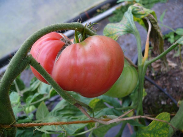 Solanum lycopersicum (Tomate, 'Rosa Elefant')