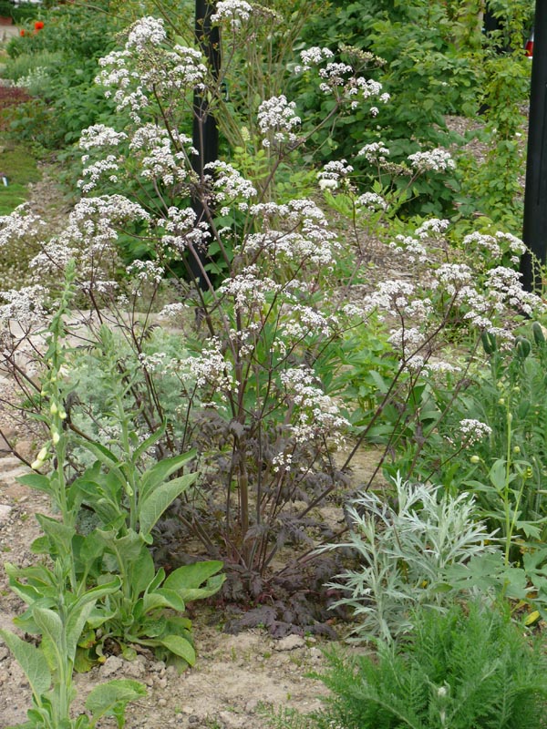 Anthriscus sylvestris 'Ravenswing' (Rotblättriger Wiesenkerbel)