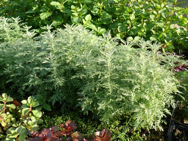 Artemisia pontica (Römischer Wermut)