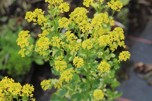 Barbarea vulgaris 'Variegata' (Weißbunte Barbarakresse)