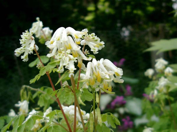 Corydalis ochroleuca (Pseudofumaria alba) (Weißer Lerchensporn)