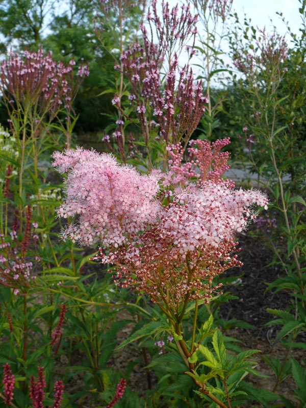 Filipendula rubra 'Venusta' (Amerikanische-Scheinspiere)