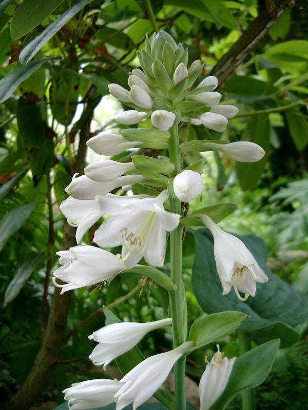 Hosta sieboldiana 'Elegans' (Blaublatt Funkie)