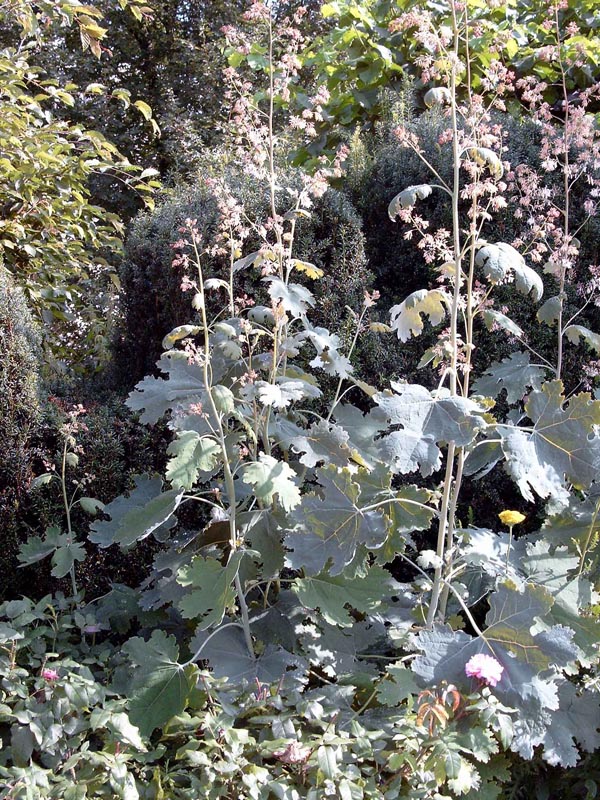 Macleaya microcarpa (cordata hort.) (Federmohn)