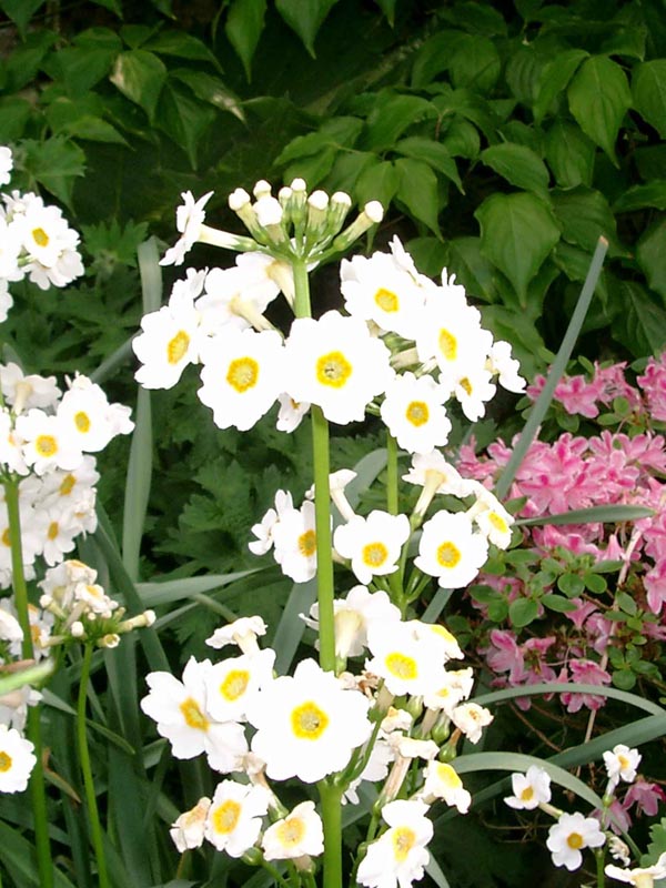 Primula japonica `Alba` (Weiße Japan-Etagen-Primel)