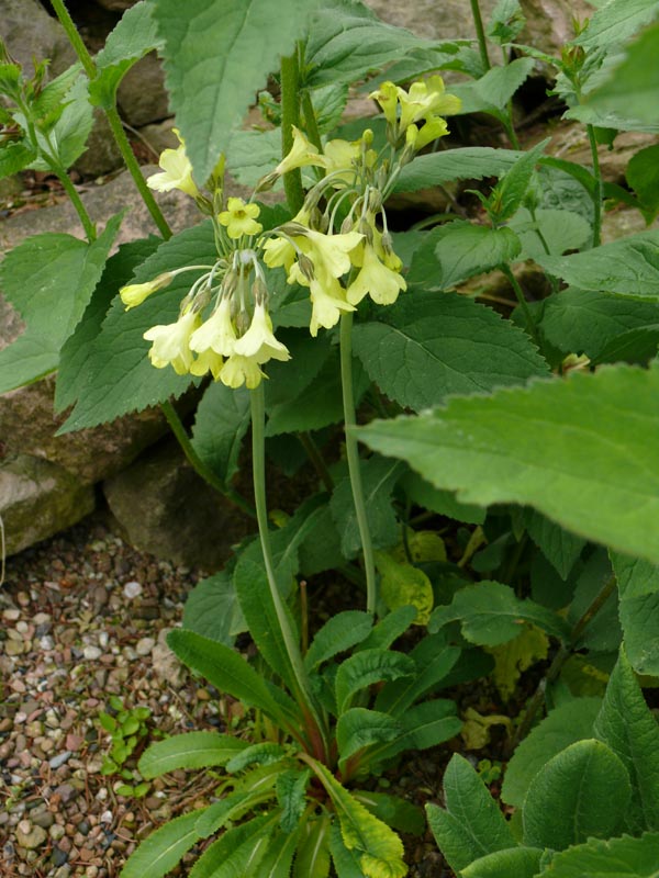 Primula waltonii (Walton-Primel)