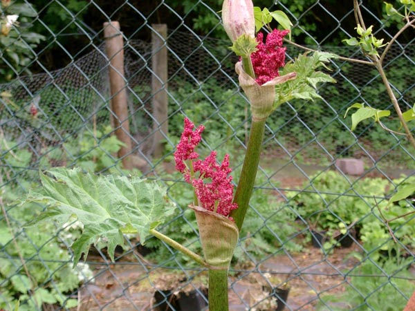 Rheum palmatum v. tanguticum 'Rote Auslese’ (Zierrhabarber)