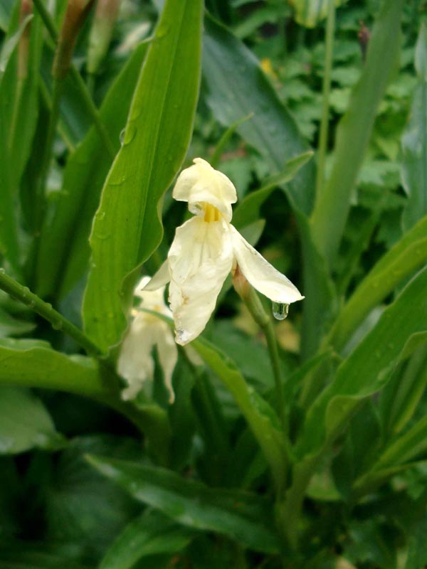 Roscoea cautleoides (China-Scheinorchidee)