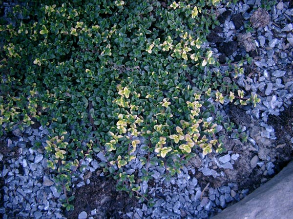 Thymus comosus 'Doone Valley' (Schopfiger Thymian)