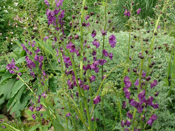 Verbascum phoeniceum `Violetta` (Königskerze)