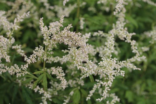 Artemisia lactiflora 'Elfenbein' (Elfenraute)