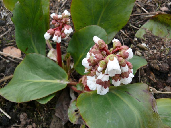 Bergenia x 'Silberlicht' (Weißblühende Bergenie)