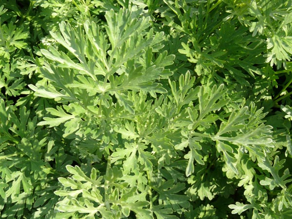 Artemisia absinthium (Echter Wermut)