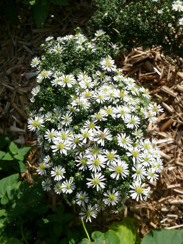 Aster pansos 'Snowflurry' (Teppich-Aster)