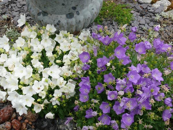 Campanula carpatica 'Weiße Clips' (Weiße Karpaten-Glockenblume)