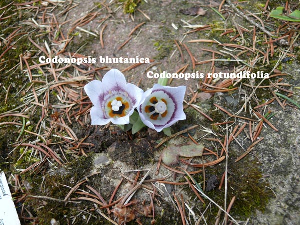 Codonopsis bhutanica (Bhutan Tigerglocke)