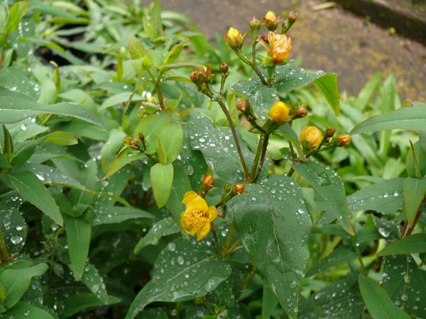 Hypericum hircinum (Zitronen Johanniskraut)