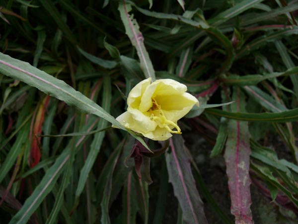 Oenothera odorata 'Sulphurea' (Duftende Nachtkerze)