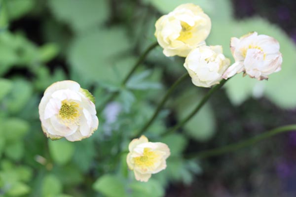 Trollius x cultorum 'Alabaster' (Cremefarbene Trollblume)