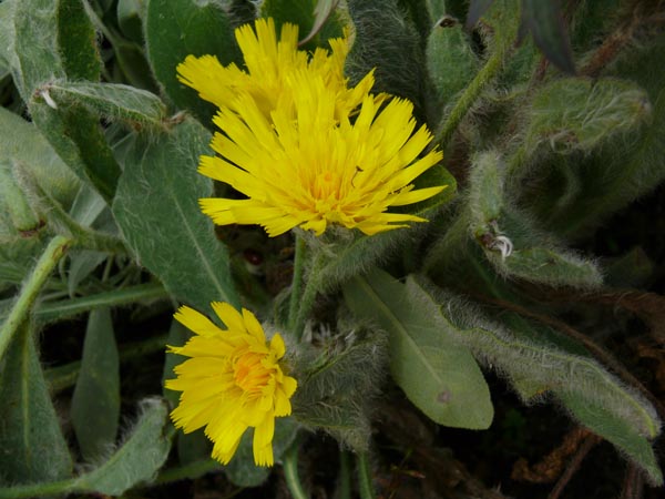 Hieracium villosum (Wolliges Habichtskraut)