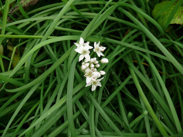 Allium tuberosum (Schnitt-Knoblauch)