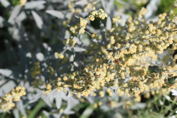 Artemisia ludoviciana var. albula 'Valerie Finnis' (Silberraute)