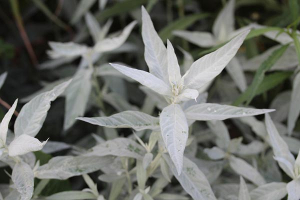 Artemisia ludoviciana var. albula 'Valerie Finnis' (Silberraute)