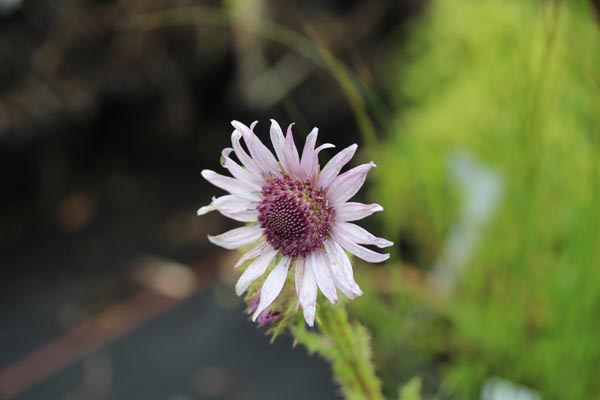 Berkheya purpurea (Distelblättrige Purpuraster)