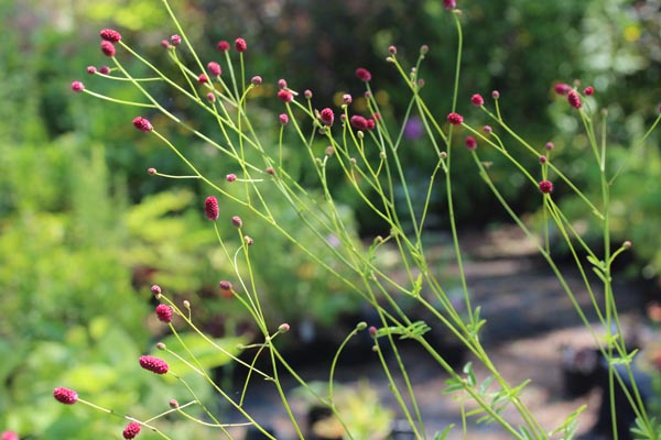 Sanguisorba officinalis 'Arnhem' (Garten-Wiesenknopf)