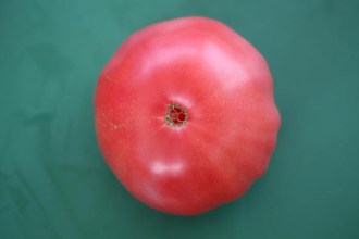 Solanum lycopersicum (Tomate, 'Schlesische Himbeere')