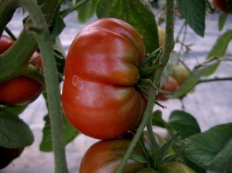 Solanum lycopersicum (Tomate, 'Tschernomor')