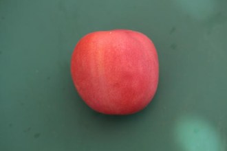 Solanum lycopersicum (Tomate, 'Roter Pfirsich')