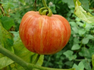 Solanum lycopersicum (Tomate, 'Vintage Wine')