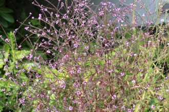 Verbena officinalis var. grandiflora 'Bampton' (Purpurblättriges Eisenkraut)