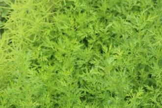 Artemisia annua (Einjährige Beifuß)