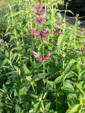 Agastache mexicana 'Sangria' (Mexikanische Nesselminze)