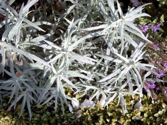 Artemisia ludoviciana 'Silver Queen’ (Graulaubiger Beifuß)