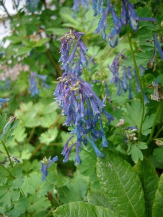 Corydalis flexuosa 'China Blue’ (Blauer Lerchensporn)