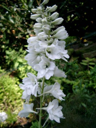 Delphinium Pacific-Hybride 'Galahad' (Weißer Rittersporn)