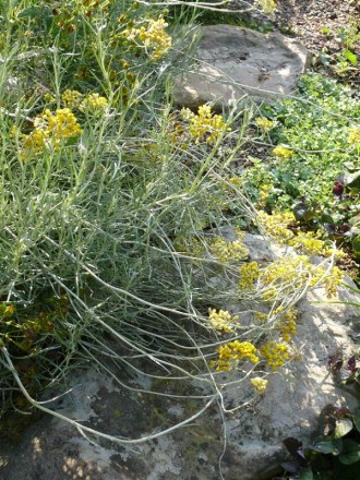 Helichrysum italicum (Curry-Kraut)