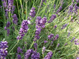 Lavandula angustifolia 'Hidcote Superior' (Lavendel)