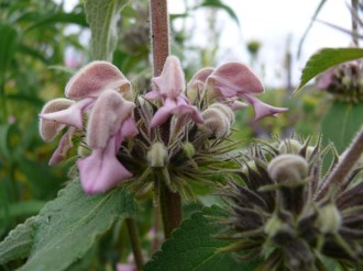 Phlomis samia (echt) (Samos-Brandkraut)