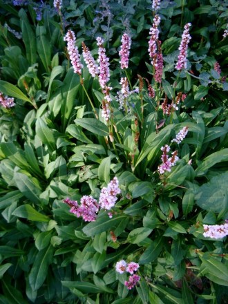 Polygonum affine 'Superbum' (Kriech-Knöterich)