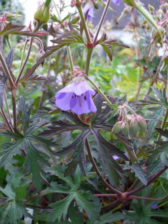 Geranium pratense 'Purple Haze' (Schoko-Wiesenstorchschnabel)