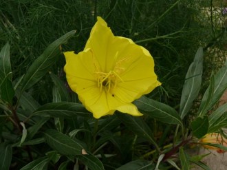 Oenothera macrocarpa (missouriensis) (Missouri-Nachtkerze)