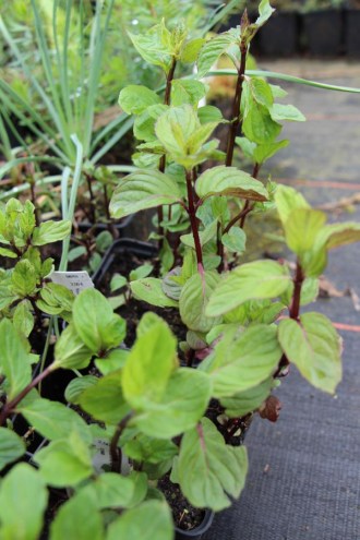 Mentha spec. 'Lavandula' (Lavendel-Minze)