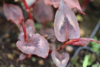 Persicaria microcephala 'Red Dragon' (Buntblättriger Knöterich)